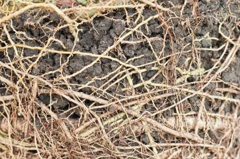 Roots Stock Photos