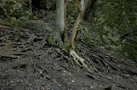 Roots Stock Photos