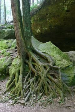 Roots Stock Photos