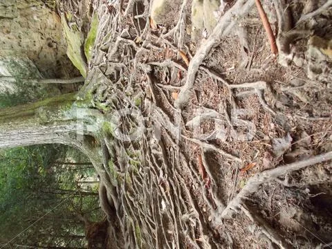The Roots Stock Photos