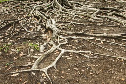 Roots Stock Photos