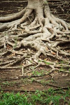 Roots Stock Photos