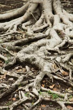 Roots Stock Photos