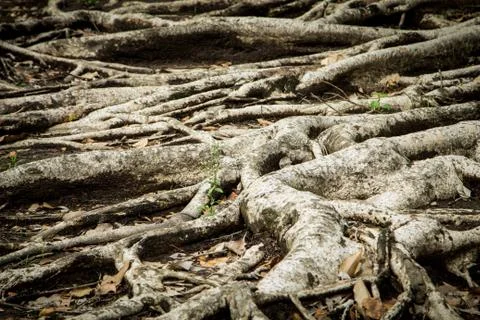 Roots Stock Photos