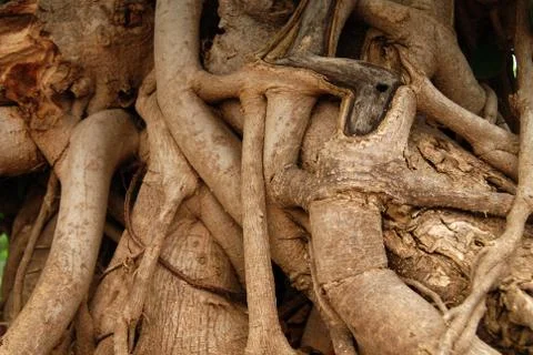 Roots Stock Photos