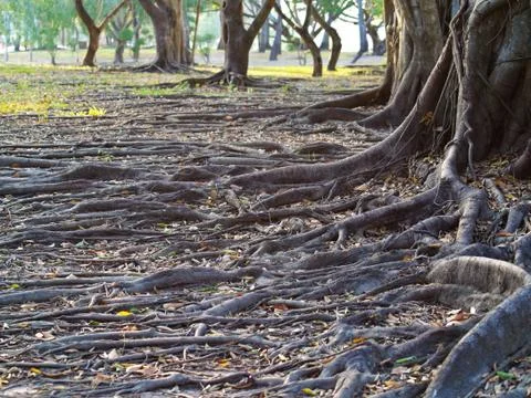 Roots Stock Photos