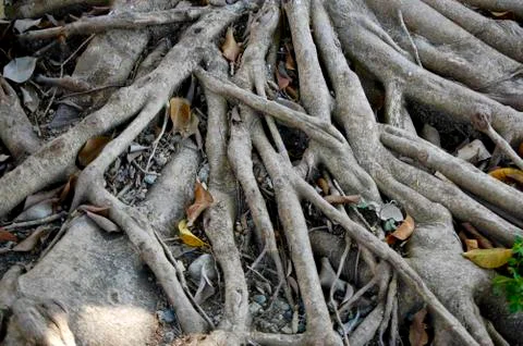 Roots Stock Photos