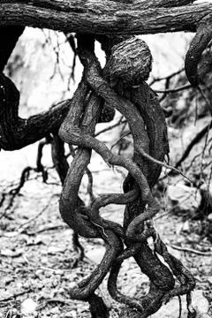 Roots Stock Photos