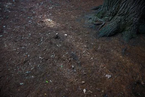 Roots of the pine tree Stock Photos