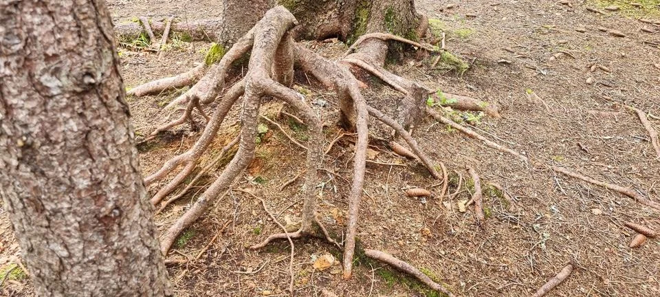 Roots of a pine tree Stock Photos