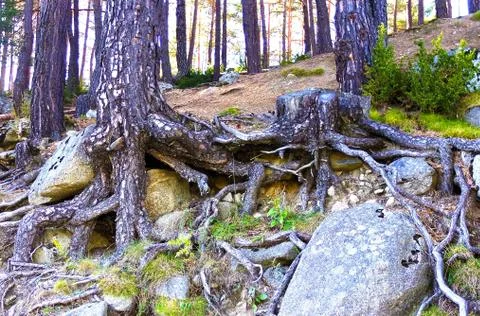 The roots of pine trees, intertwined with large stones on the hillside.. Stock Photos