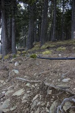 Roots of pine trees in the mountains Stock Photos