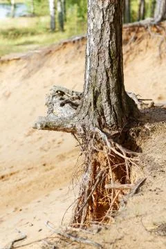 The roots of pine trees on a sandy cliff Stock Photos