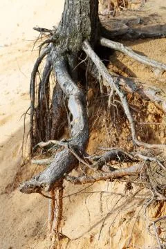 The roots of pine trees on a sandy cliff Stock Photos