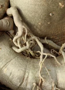 Roots of the plant Ilustração Stock