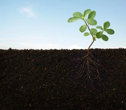 Roots of a plant 写真素材