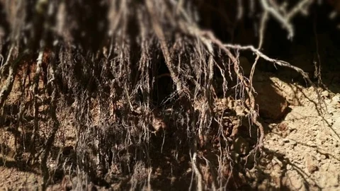 The roots of plants and trees are denuded by wind, precipitation and waves Stock Footage