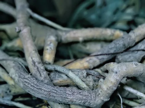 Roots in pot Fotos de archivo