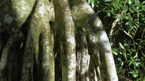 Roots of a rainforest fig tree Stockbeeldmateriaal 85115550