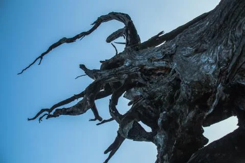 Roots reaching for the sky Stock Photos