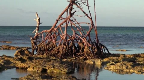 Roots of a Red Mangrove Stock Footage 62050728