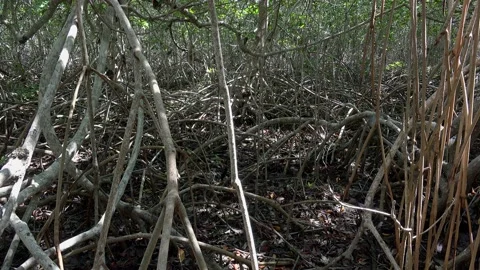 Roots  of red mangroves (Rhizophora mangle) in Rio Lagartos. Yucatan, Mexico. Stock Footage 157351007