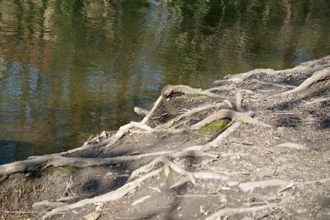 Roots on the river bank Stock Photos