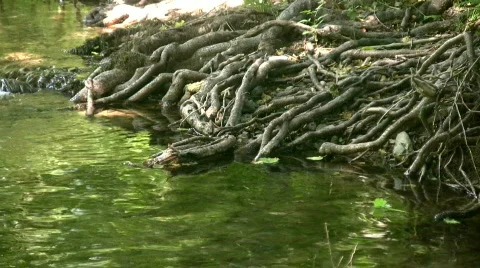 Roots in river Stock Footage 506444