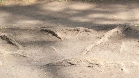 Roots On The Road Stock Footage 39384238