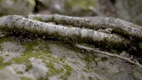 Roots on Rock Stock Footage 129853554