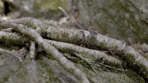 Roots on Rock Stock Footage 129853887