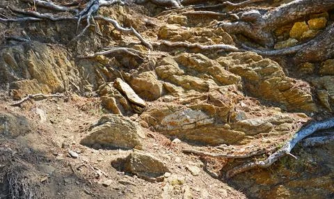 Roots on the rock Stock Photos