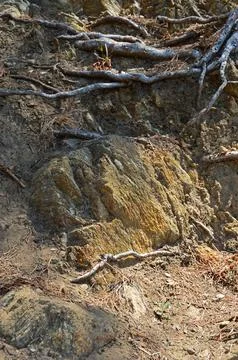 Roots on the rock Stock Photos