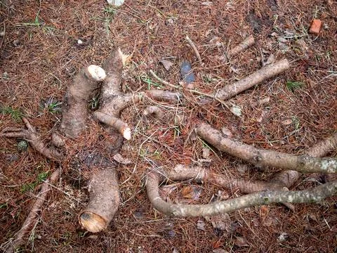 Roots of sawn tree on ground covered with needles Stock Photos
