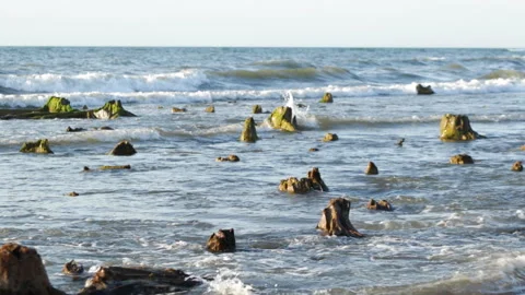 Roots in the sea Stock Footage 91330088