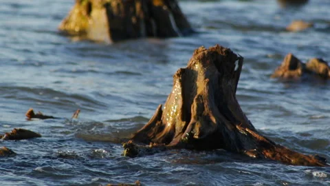 Roots in the sea 库存影片 91738334