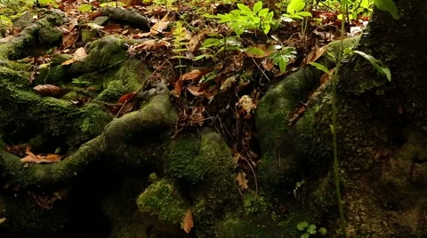Roots in the semitropics, Madeira 스톡 동영상 58591494