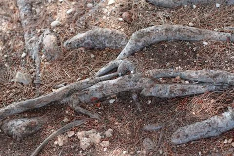 Roots soil Stock Photos