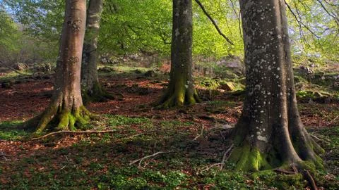 Roots of some trees with beautiful light Stock Photos