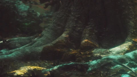 Roots spread across the forest floor in soft light during a warm afternoon Stock Footage 340230634