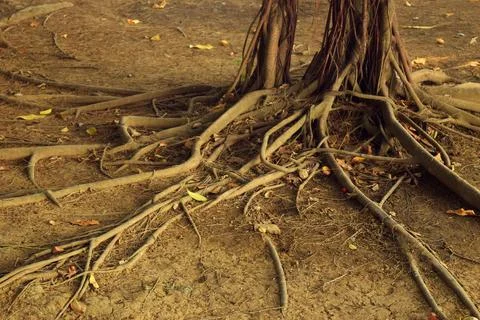 Roots spreading from a large tree in a park in Brebes Stock Photos