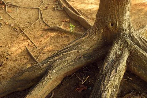 Roots spreading from a large tree in a park in Brebes Stock Photos