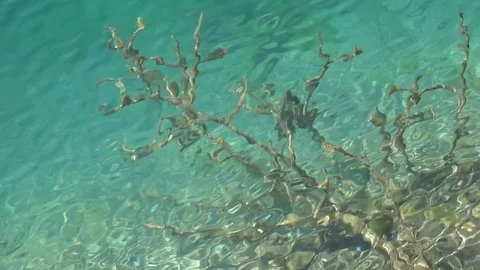 The roots of the spruce trees under water. 스톡 동영상 81176580