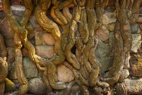 Roots on stone Stock Photos