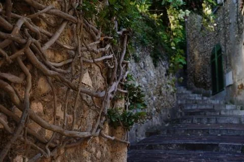 Roots on a stone wall. Stockfoto's