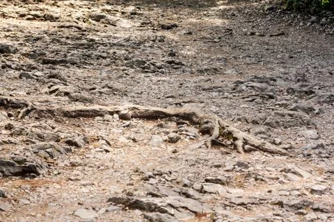Roots on the stones. Stock Photos