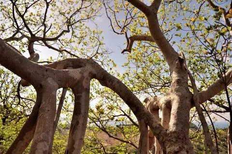 The roots of strange trees shape Stock Photos