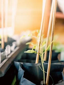 Roots of Strength seedlings Foto stock
