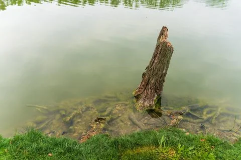 The roots of the stump of an old dead tree intertwined in the water at the gr Stock Photos