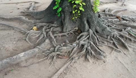 Roots in the temple complex Wat Maha That in Ayutthaya. Stock Photos